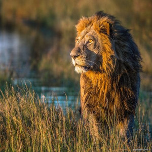 фотография льва