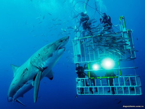 cage divers great white