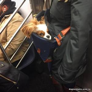 пес в сумке
