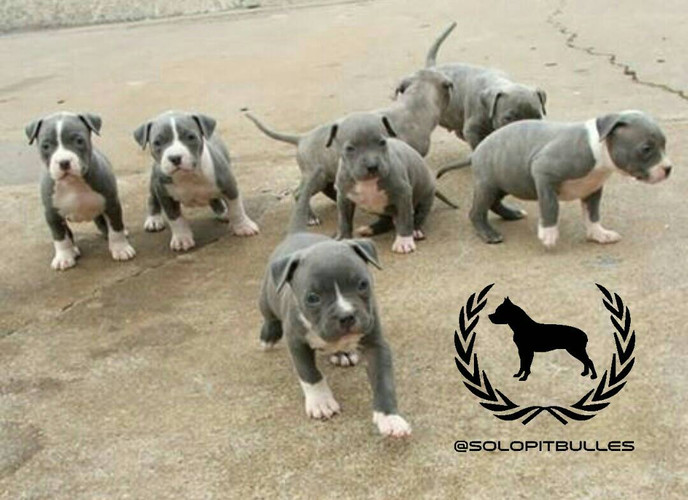 Pitbulls