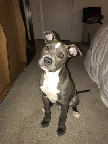 Pitbulls