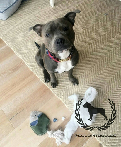 Pitbulls