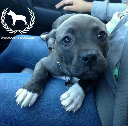 Pitbulls