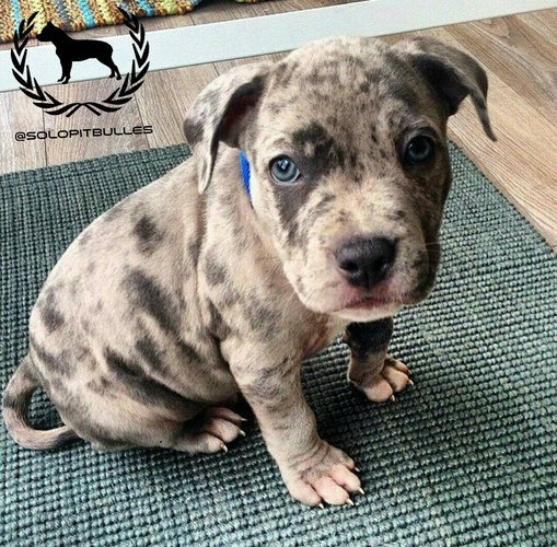 Pitbulls