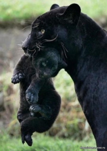 Пантера с детенышем