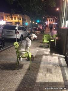 пес на стуле