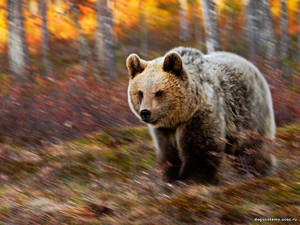 Медведь , Финляндия