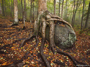 birch boulder adirondacks