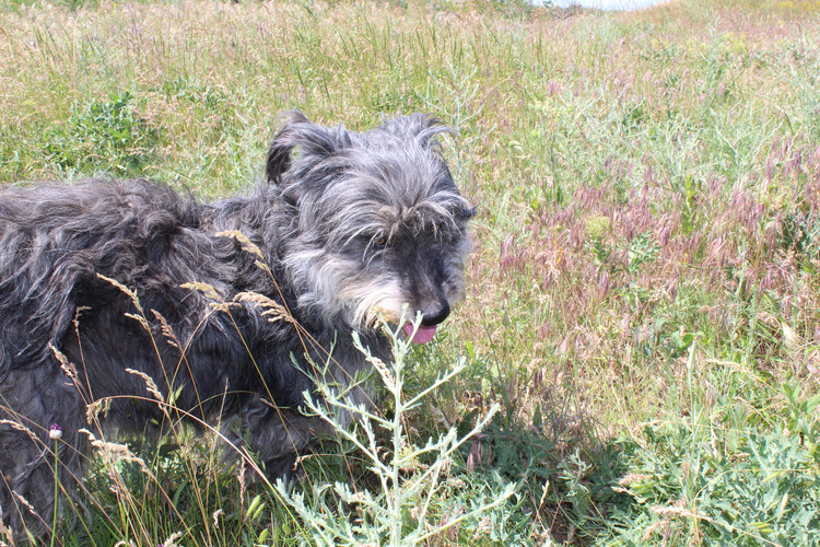 Catalonian Sheepdog